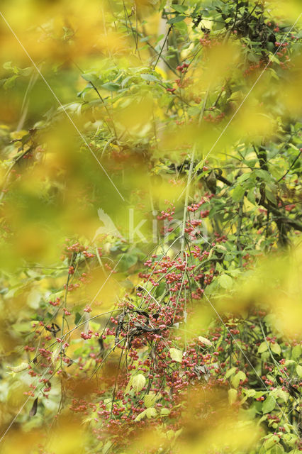 Beuk (Fagus sylvatica)