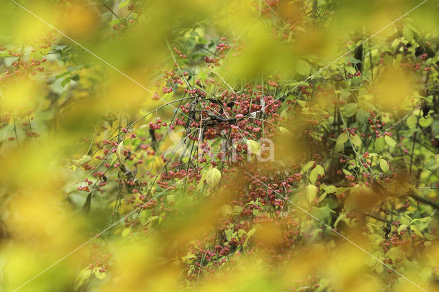 Beuk (Fagus sylvatica)