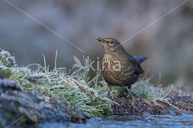 Eurasian Blackbird (Turdus merula)