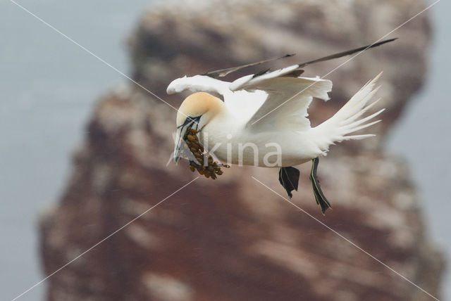 Northern Gannet (Morus bassanus)