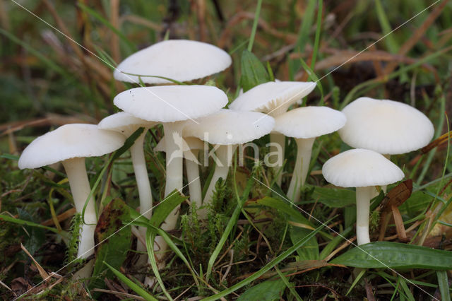 Snowy Waxcap (Hygrocybe virginea)