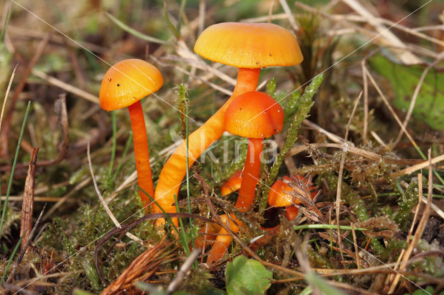 Kabouterwasplaat (Hygrocybe insipida)