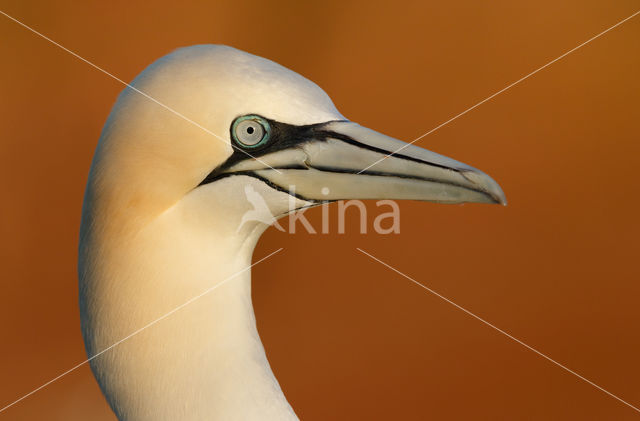 Northern Gannet (Morus bassanus)