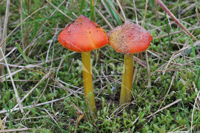 Hygrocybe conicoides