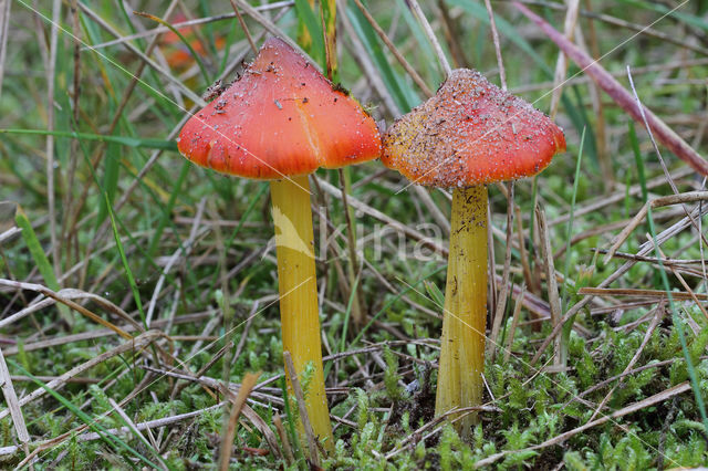 Duinwasplaat (Hygrocybe conicoides)