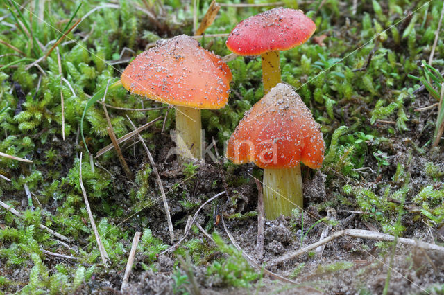 Duinwasplaat (Hygrocybe conicoides)