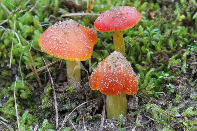 Duinwasplaat (Hygrocybe conicoides)