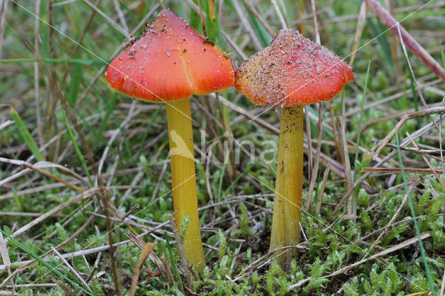 Duinwasplaat (Hygrocybe conicoides)