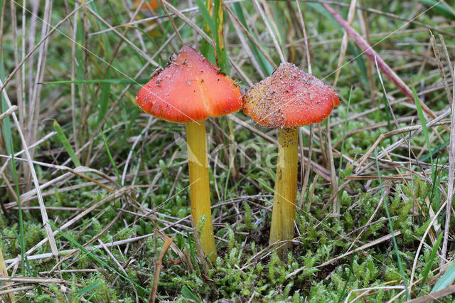 Duinwasplaat (Hygrocybe conicoides)