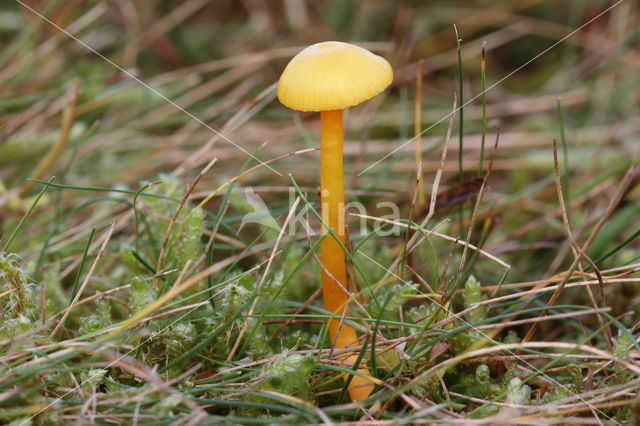 Hygrocybe insipida