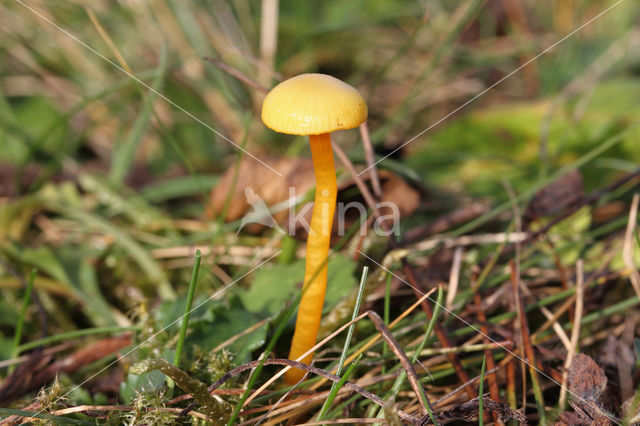 Kabouterwasplaat (Hygrocybe insipida)