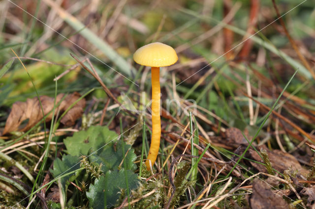 Hygrocybe insipida