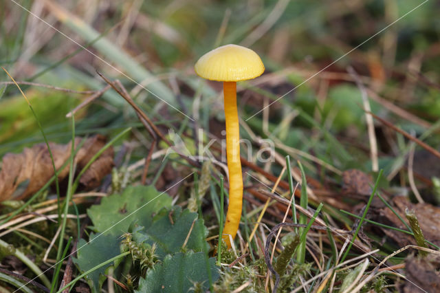 Kabouterwasplaat (Hygrocybe insipida)