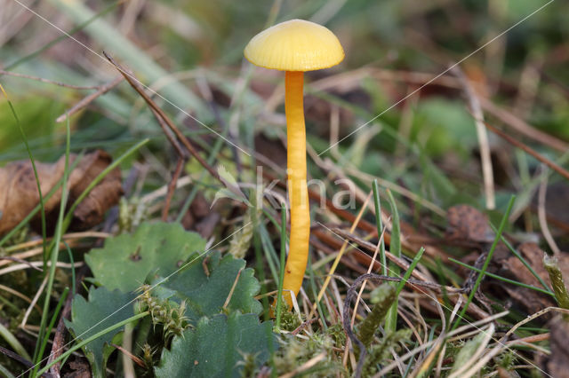 Hygrocybe insipida