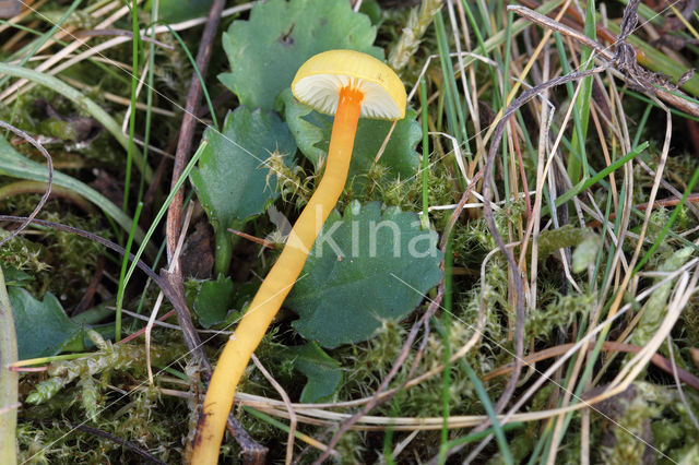 Hygrocybe insipida