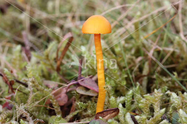 Hygrocybe insipida