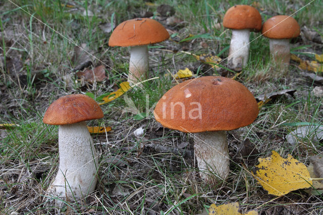 Aspen mushroom (Leccinum rufum)