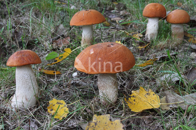 Aspen mushroom (Leccinum rufum)