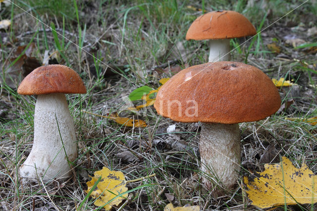 Rosse populierboleet (Leccinum rufum)