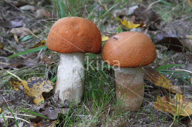 Rosse populierboleet (Leccinum rufum)