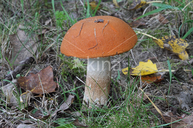 Rosse populierboleet (Leccinum rufum)