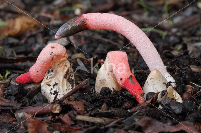 Roze stinkzwam (Mutinus ravenelii)