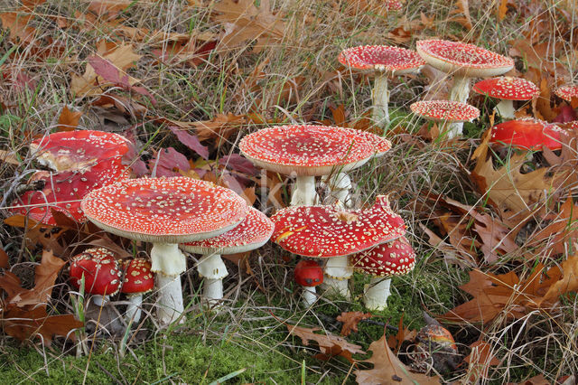 Fly agaric (Amanita muscaria)