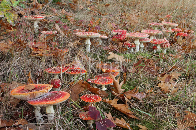 Fly agaric (Amanita muscaria)