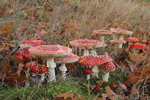 Fly agaric (Amanita muscaria)