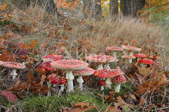 Vliegenzwam (Amanita muscaria)
