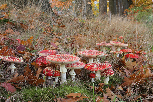 Fly agaric (Amanita muscaria)