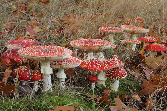 Vliegenzwam (Amanita muscaria)