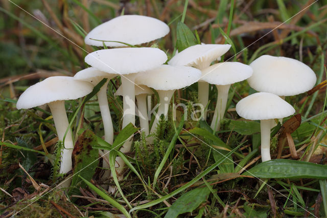 Snowy Waxcap (Hygrocybe virginea)