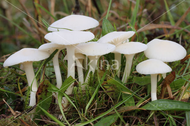 Snowy Waxcap (Hygrocybe virginea)