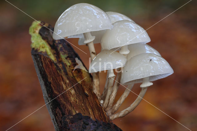 Porcelain fungus (Oudemansiella mucida)