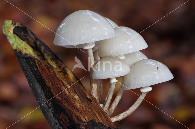 Porcelain fungus (Oudemansiella mucida)