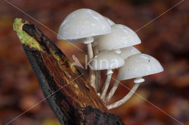 Porcelain fungus (Oudemansiella mucida)