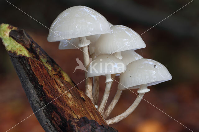 Porcelain fungus (Oudemansiella mucida)