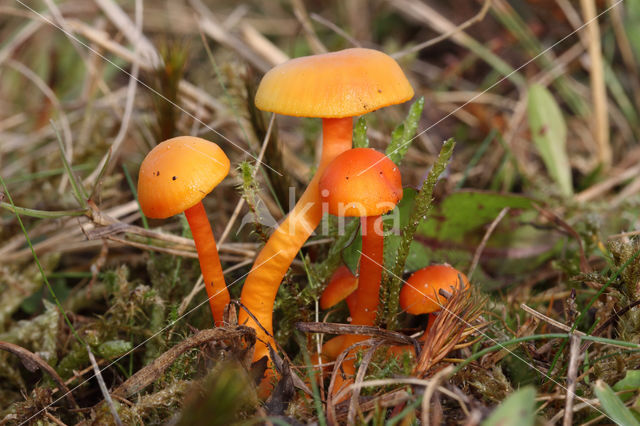 Kabouterwasplaat (Hygrocybe insipida)