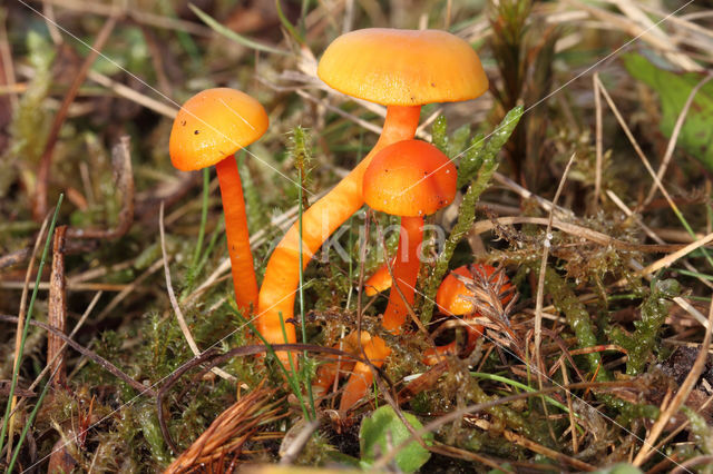 Kabouterwasplaat (Hygrocybe insipida)