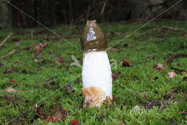 Grote stinkzwam (Phallus impudicus)