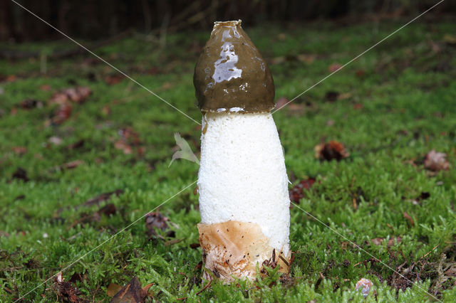 Grote stinkzwam (Phallus impudicus)