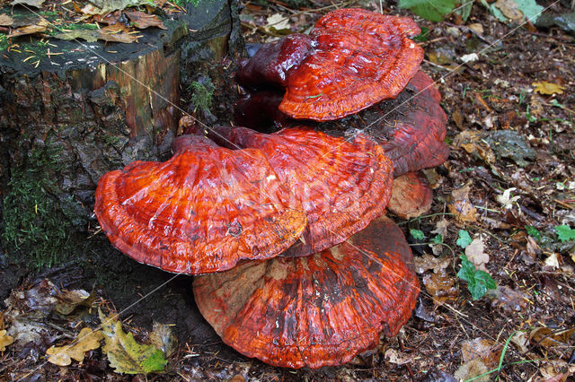 Reishi Mushroom (Ganoderma lucidum)