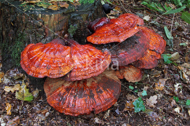 Gesteelde lakzwam (Ganoderma lucidum)