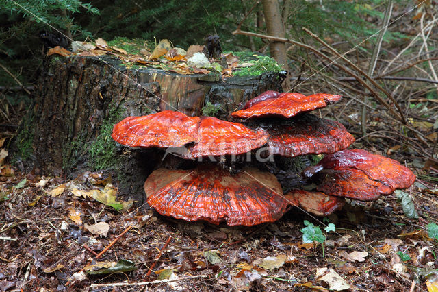 Gesteelde lakzwam (Ganoderma lucidum)