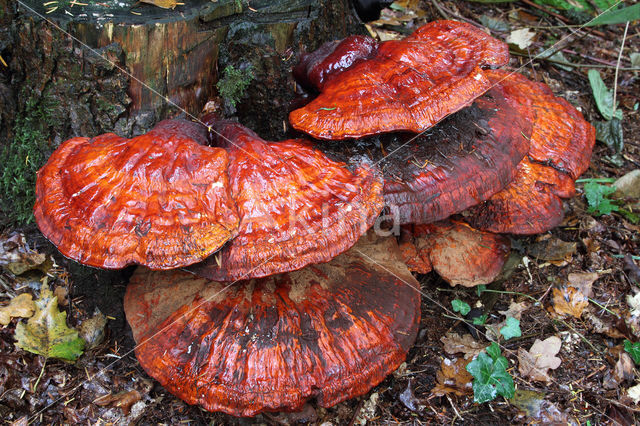 Gesteelde lakzwam (Ganoderma lucidum)