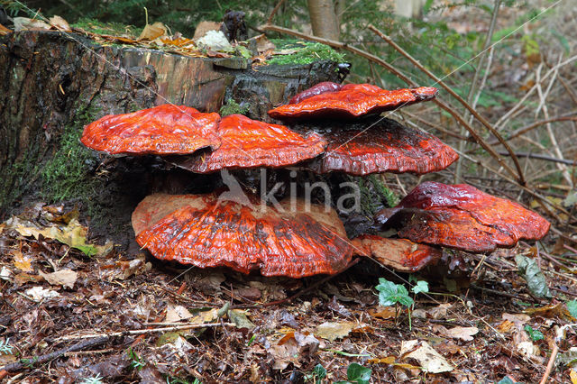 Gesteelde lakzwam (Ganoderma lucidum)