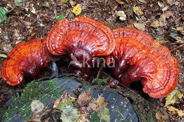 Gesteelde lakzwam (Ganoderma lucidum)