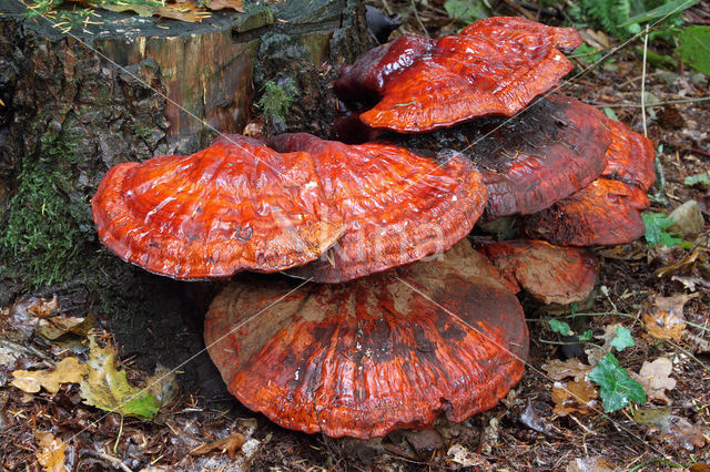 Gesteelde lakzwam (Ganoderma lucidum)