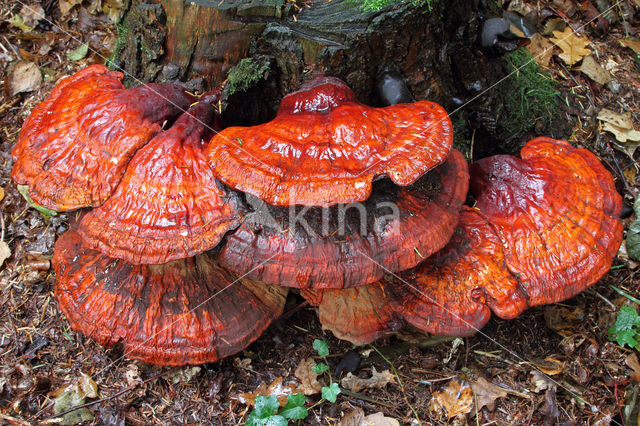 Gesteelde lakzwam (Ganoderma lucidum)